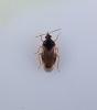 Orius sp.